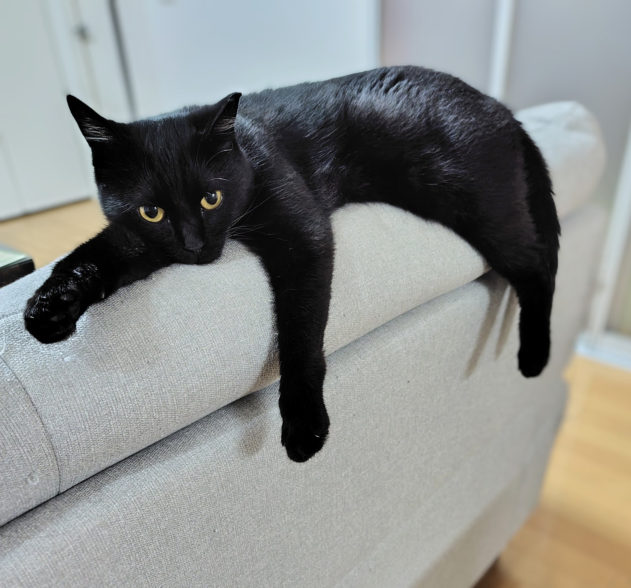 黒猫兄弟 ななとはち | . . . 今日も相変わらずかわいい