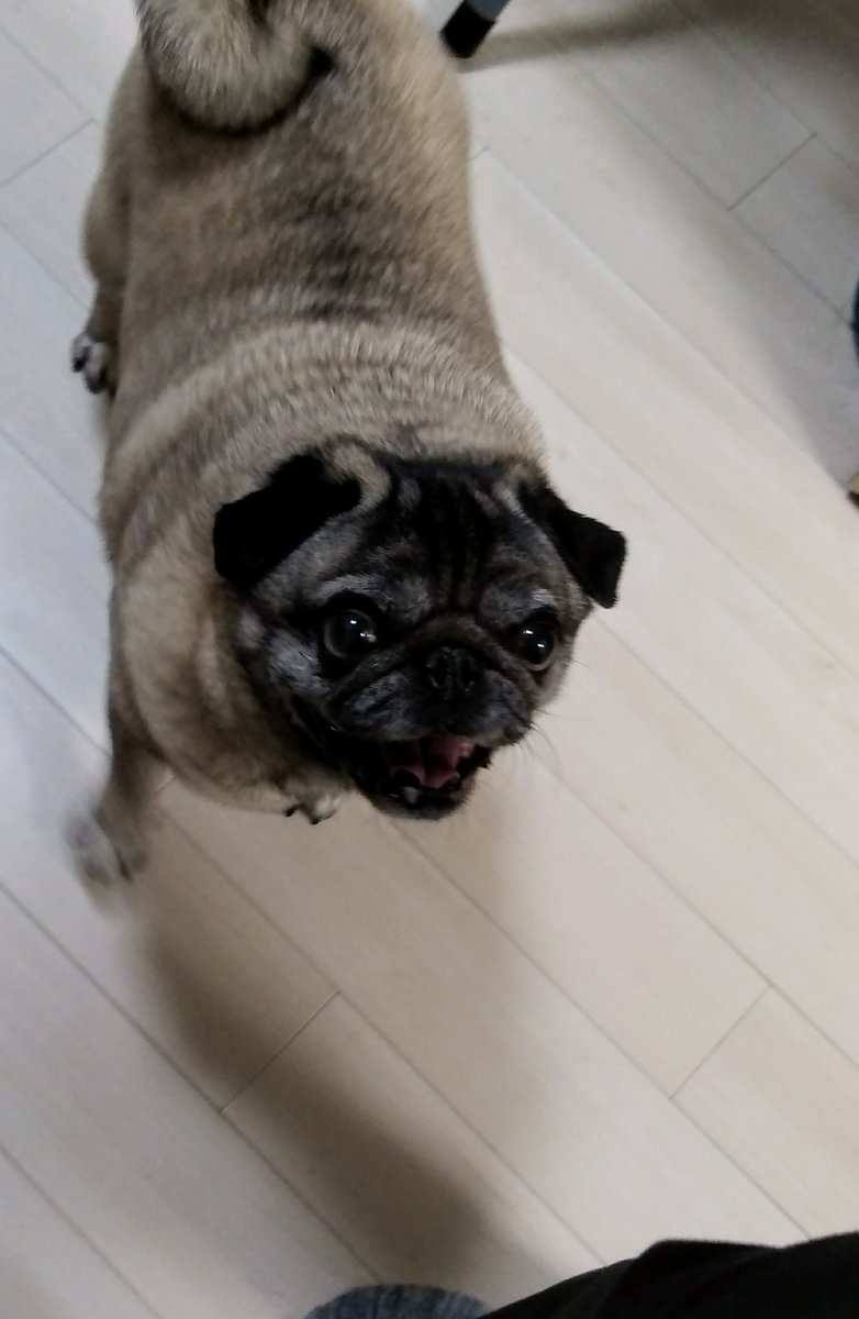 まも🐶、昨日で８歳になりました。
お父ちゃんは君に出会って家族に迎えてからずっ～と夢中だし、君が俺の原動力、毎日沢山助けられてます。
これからもよろしく。