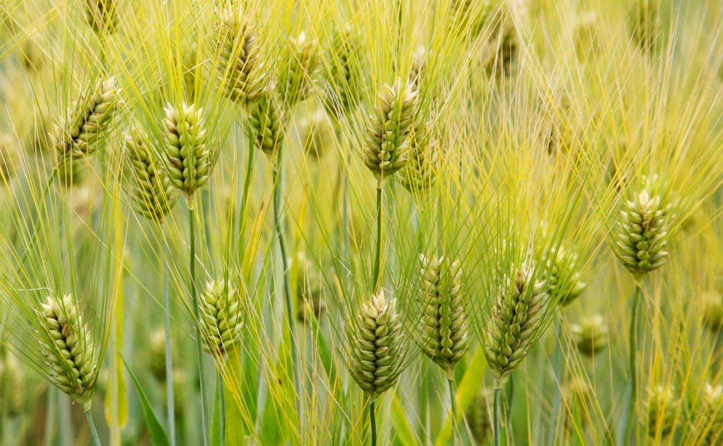 👉GOOD healthy #barley = GOOD healthy #beer 
🍺🤔💚📈🧬🔬🌾👨‍🎓💥🍺
➡️Why Brewers Choose Barley
👉 americanscientist.org/article/why-br…
#agrobiodiversity #plantbreeding #genebank #barley #beer #Hordeum #spontaneum #wildbarley