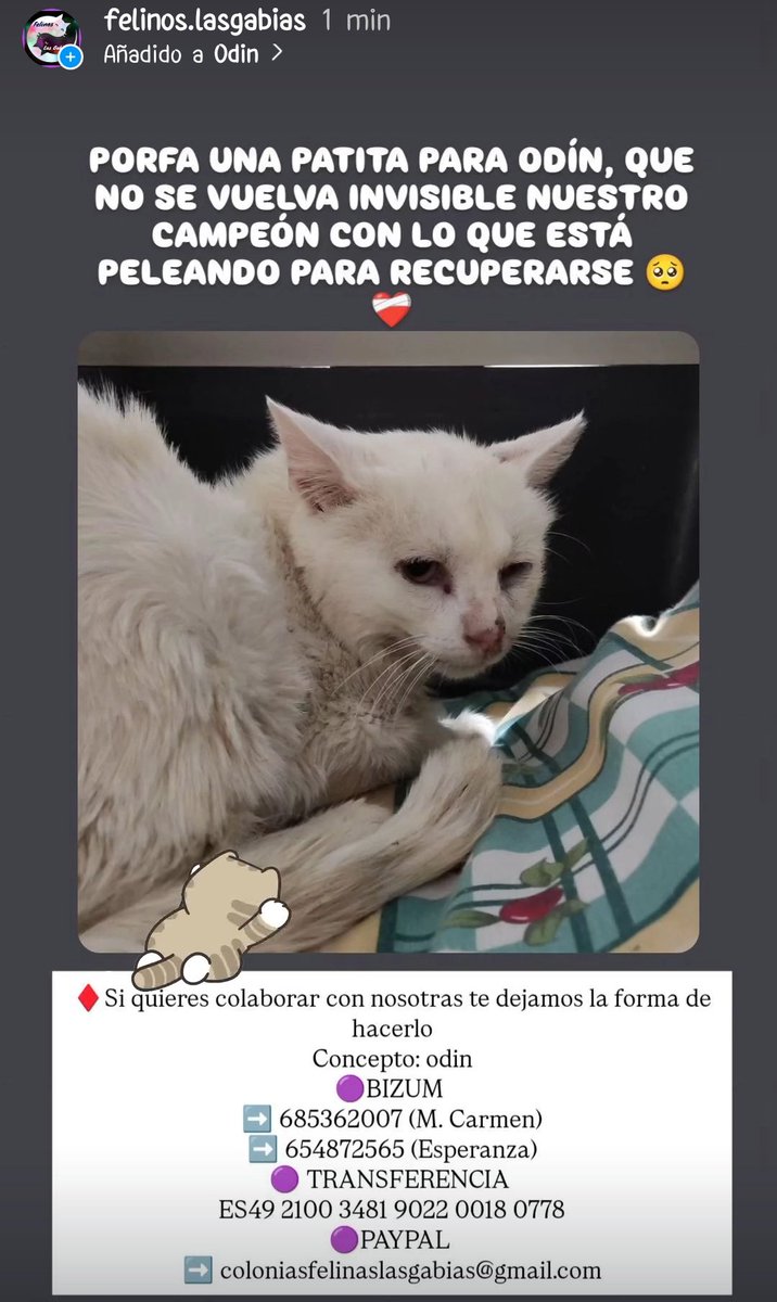 PORFA, QUE #ODIN NO SE VUELVA INVISIBLE CON LO QUE ESTÁ PELEANDO 🥺💪

#GRANADA #AYUDA #URGENTE #GATOS