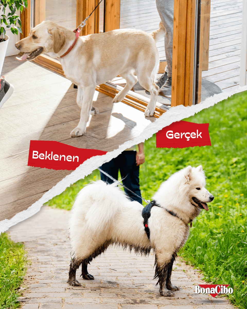 Güzel bir yürüyüş sonrası tertemiz eve dönüş beklesek de bazıları çamur banyosu yapıp tüm mutluluğunu eve taşıyan bir doğa tutkunudur. 😹🐶❤