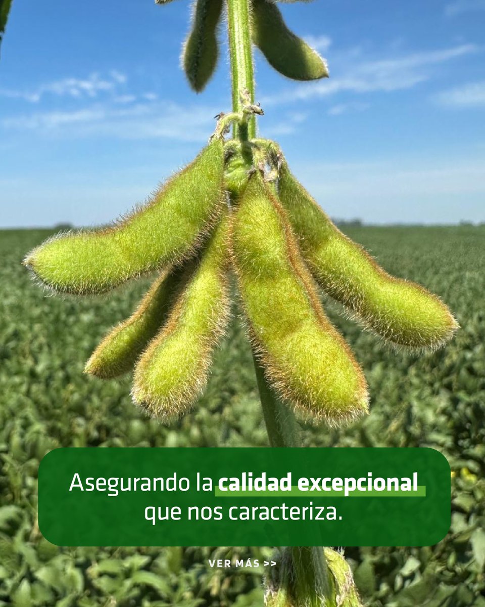 🌱 En Eco Rural acompañamos cada etapa del proceso productivo: desde la siembra hasta la semilla, asegurando la calidad excepcional que nos caracteriza.
💪 Porque nos comprometemos con el productor para lograr los mejores rindes con la mejor genética y bíotecnología.