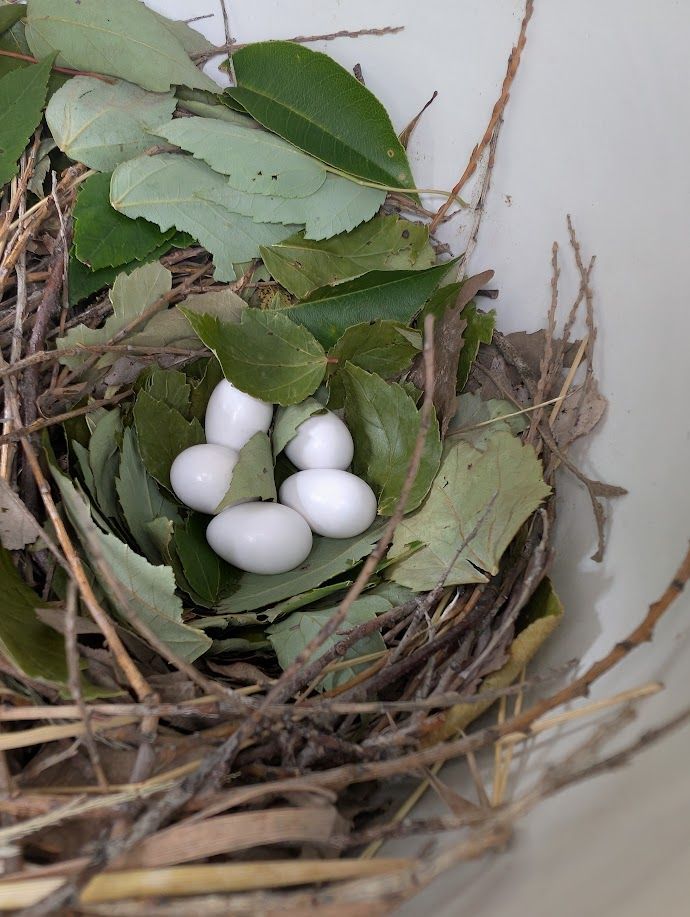 Historically, Purple Martins nested in crevices of rock ledges with the rest of their colony, but now most nest in birdhouses! If you live in an open space near water, you might consider installing a martin nest complex. 
Learn more: nestwatch.org/learn/all-abou…  

📷: Lake MetroParks