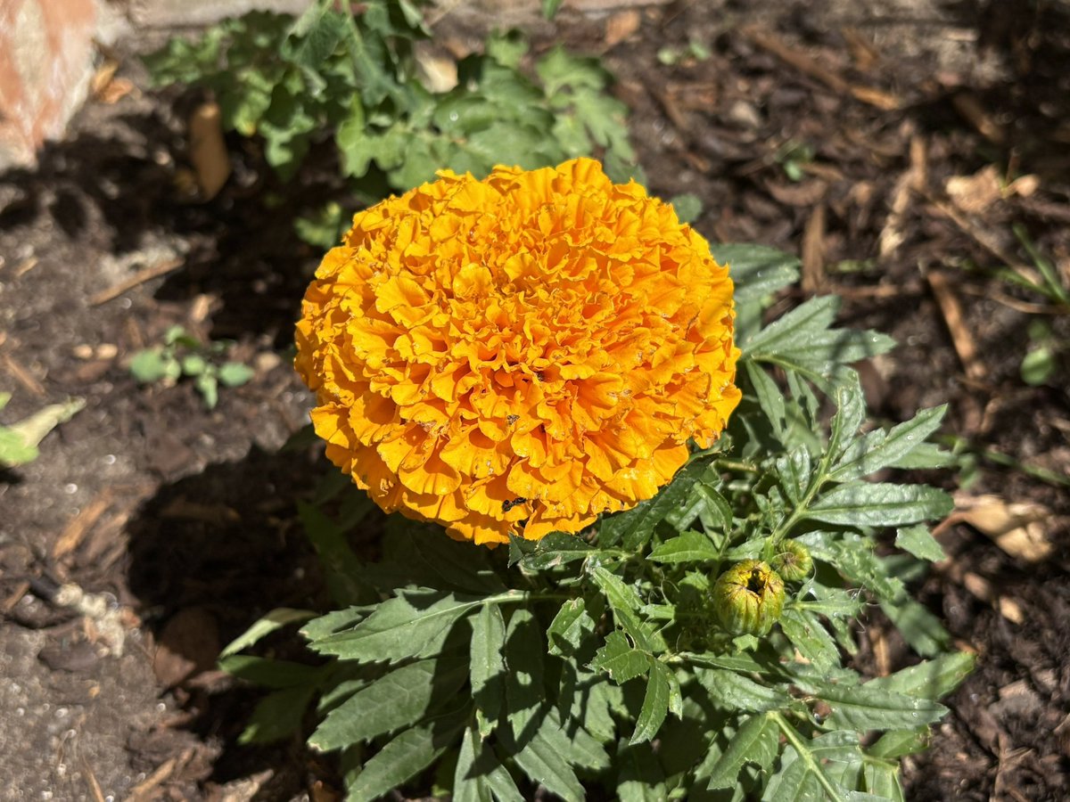 My companion planting seems to be working. The African Marigolds and chives are protecting my herb garden from pests.