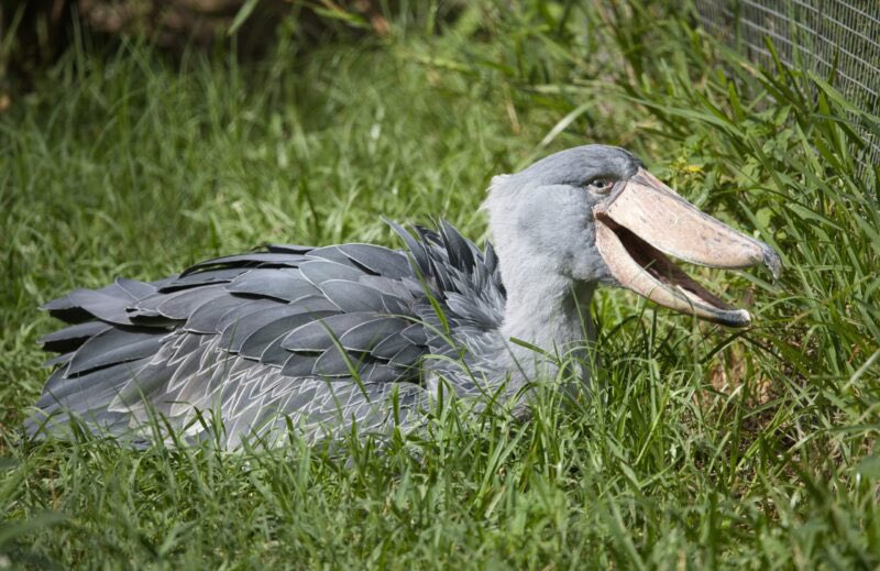 ShoebillsTDS's tweet photo. “Labubu” this, “Labubu” that, when was the last time you checked up on your Shoebubu? https://t.co/GEVB8xIyIQ
