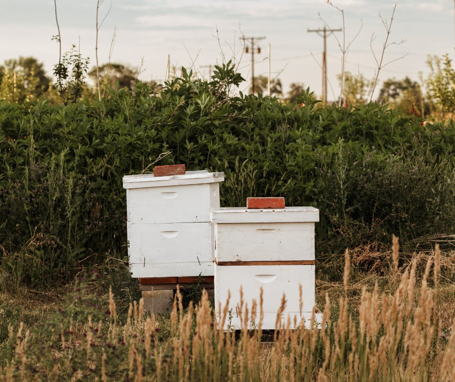 🌀 During #HurricaneSeason, putting a 🧱 brick over your hives may not be enough to hold your hives down.

Strong winds &amp; storm surges can pose significant threat to managed colonies. Here are some tips for #FLBeekeepers to prepare for inclement weather: fdacsdpi.wordpress.com/2019/08/01/api…