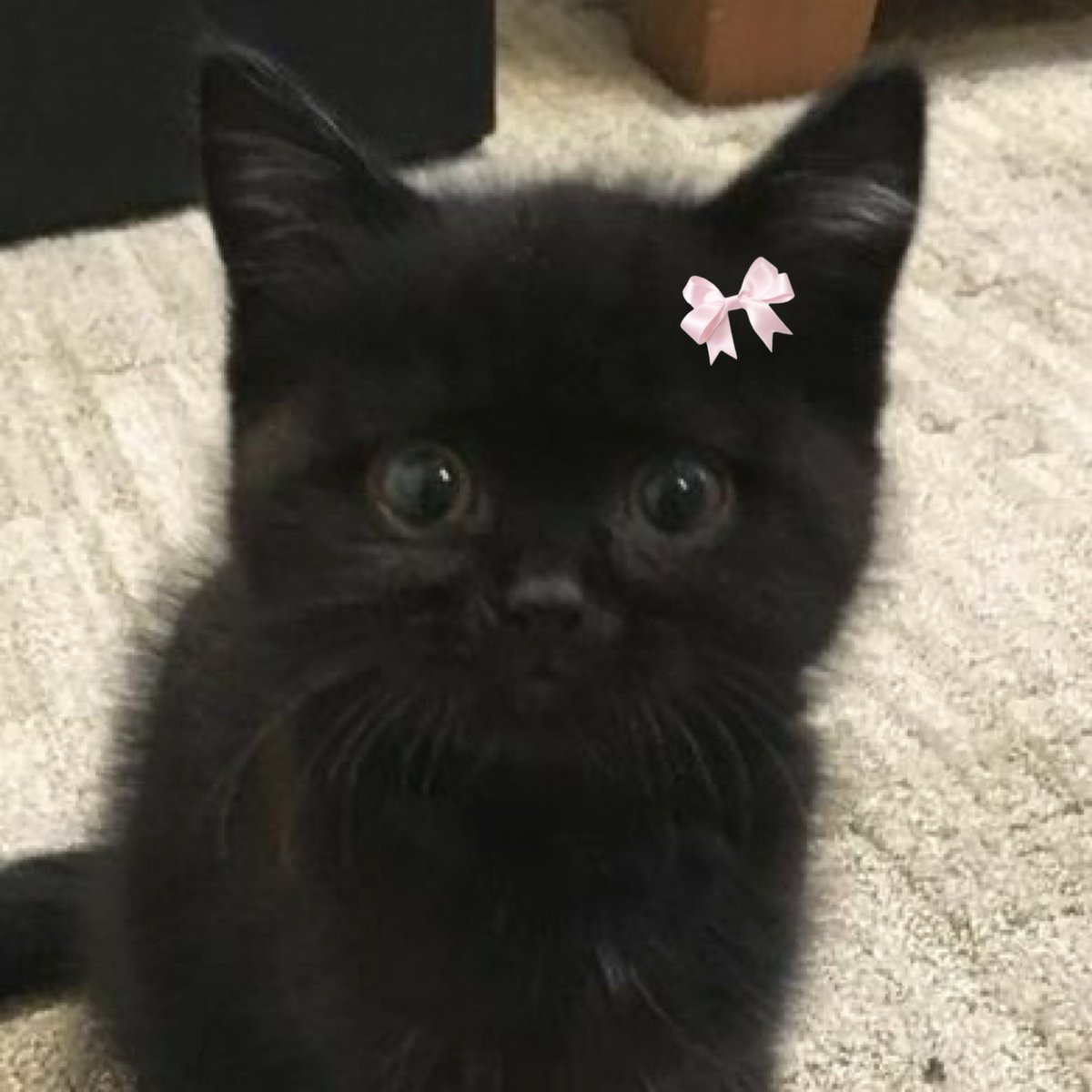 ً (@pjmsamore) on Twitter photo 