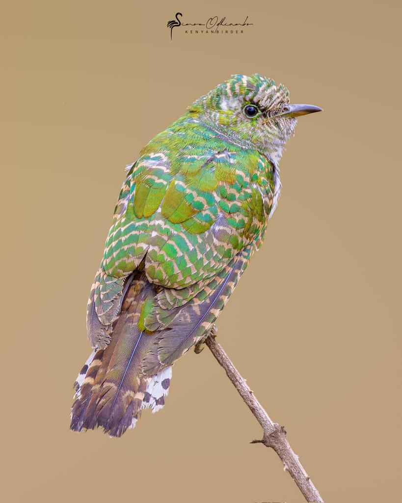 Kenyabirder's tweet image. Klaas&apos;s Cuckoo in Murang&apos;a