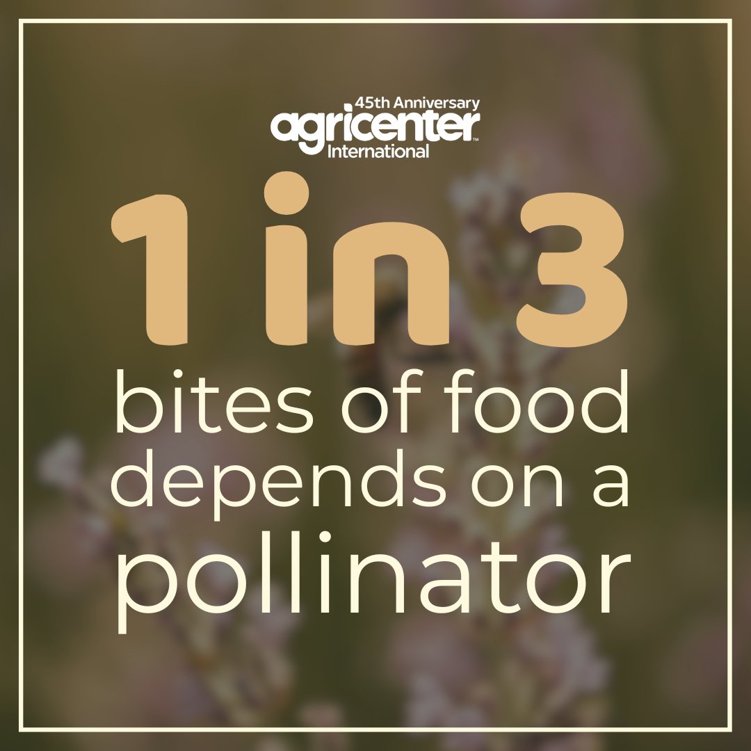 Pollinators like bees, butterflies, birds, and even bats help produce 1 out of every 3 bites of food we eat. From squash to sunflowers, pollinators work behind the scenes to help our farms, gardens, and ecosystems thrive.
#Agricenter #PollinatorWeek #RootedInConservation #WestTN