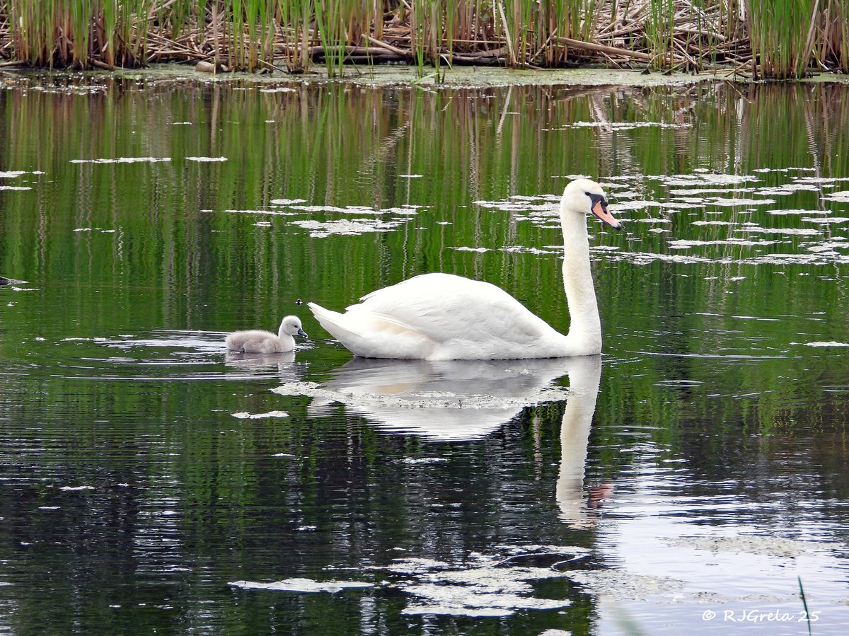 A sweet new arrival on Glimmerglass Lagoon! 🦢💚 SUNY Oswego’s resident swans were spotted with their newly hatched cygnet.

📸: Ray Grela