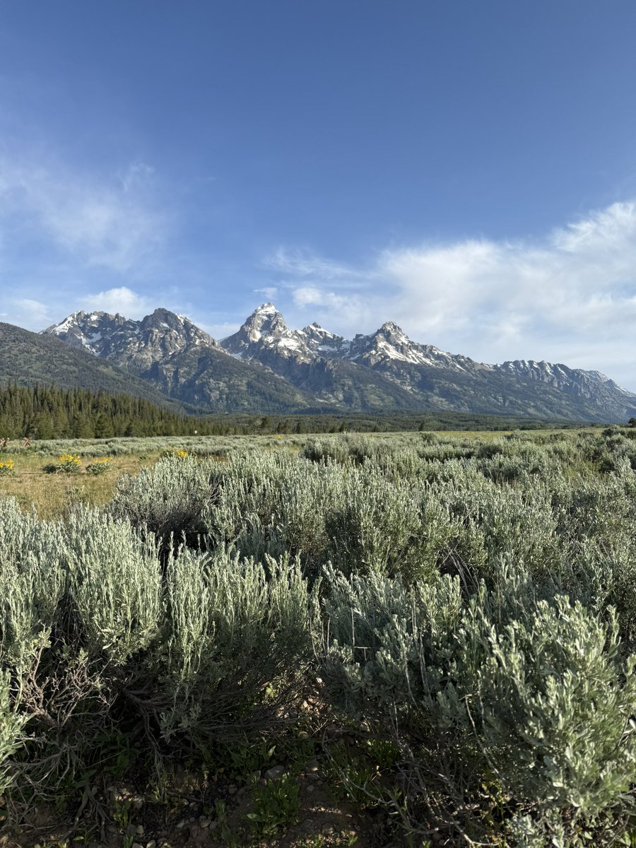 Dzikhead's tweet image. Wouldn’t a Walmart, motel 6, and cookie cutter subdivision look perfect here 🙄