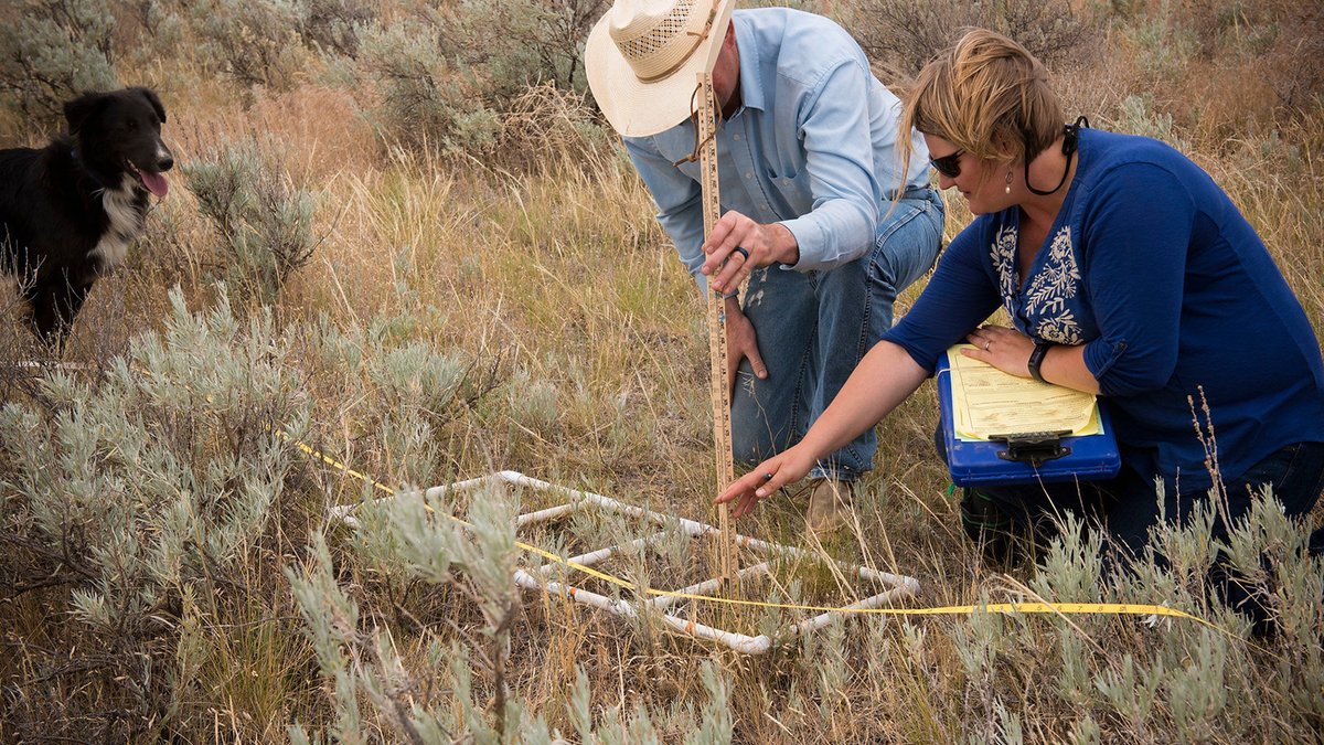 There may be as many ways to monitor grazing land condition as there are graziers. What method do you use and what’s your most valuable tool? The important thing is to find the monitoring program that works for you. We’re happy to help you develop monitoring strategies.