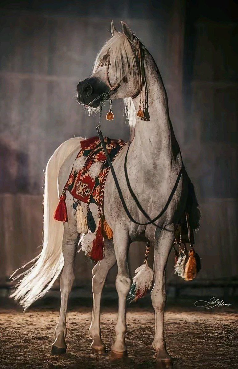 #رسالة_لقلبك 

أحيان ودي بك .. ولا ودي اشغلك
أحترت مابين "الجرأة والإحراج"!

أخاف أبعد .. وتحسبني اتجاهـلك
وأخاف اقربَ واصير مصدر ازعاج

ذائقة