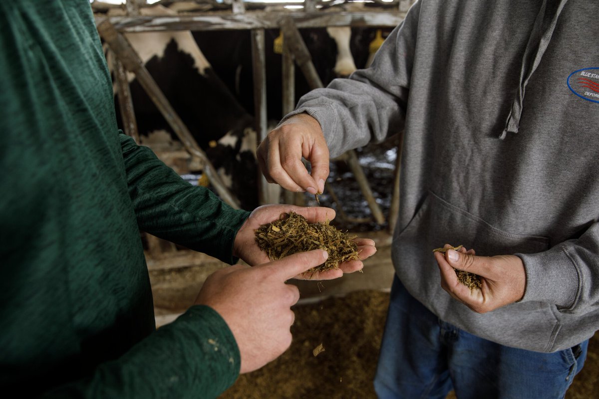 This #NationalForageWeek, we’re celebrating the livestock producers who make every bite count. 👉 Explore our silage, inoculants &amp; more: bit.ly/3HEwgqX

#PlantPioneer #SilageZone
