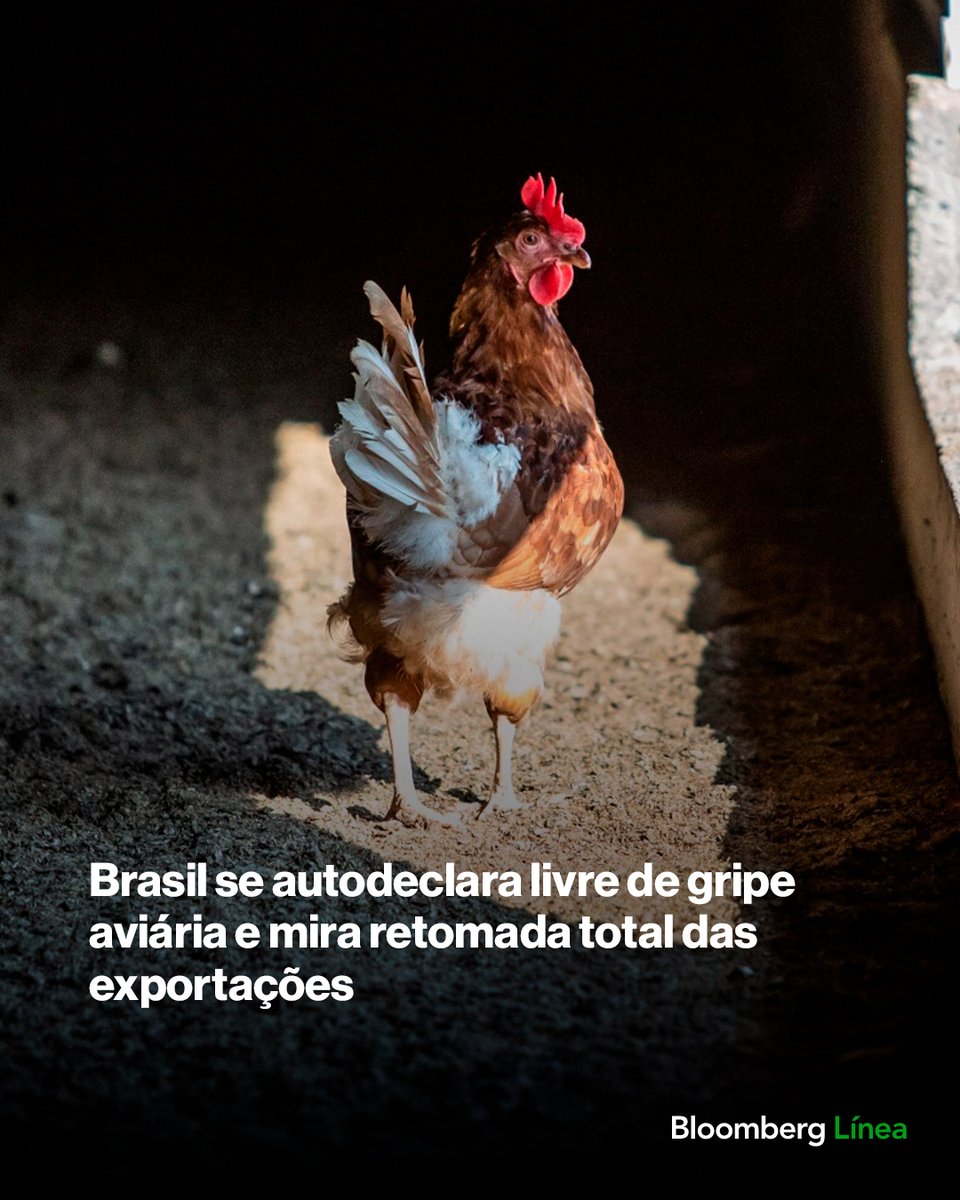 BloombergLineaB's tweet image. Brasil se autodeclara livre de gripe aviária e mira retomada total das exportações. Saiba mais: bit.ly/44kXXxL

#agro #Brasil #frango #mercados