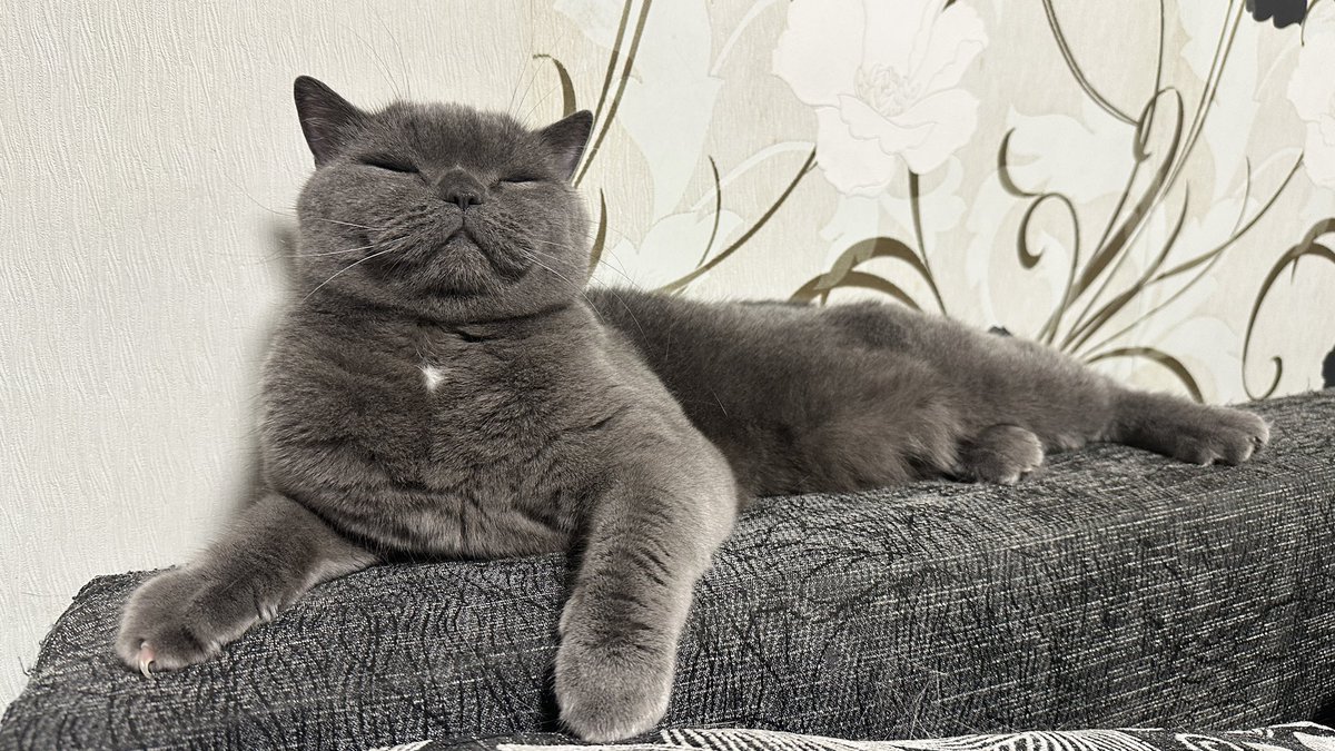 Sniper’s cat TOM (@s_cat_tom) on Twitter photo I’m so glad looking at your donations. But unfortunately we need more shotguns, more super scopes, more rifles 375 chey tac and more ammo. Meow donates to <a href="/Y_Chornomorets/">Yuri Chornomorets</a> #teamYuri I’m so glad looking at your donations. But unfortunately we need more shotguns, more super scopes, more rifles 375 chey tac and more ammo. Meow donates to <a href="/Y_Chornomorets/">Yuri Chornomorets</a> #teamYuri