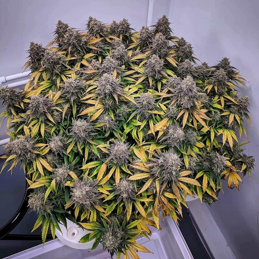 SeedsmanSeeds's tweet photo. Happy birthday to the legendary Jack Herer ✨

A true icon of cannabis culture — the man and the strain.

Who’s sparking one in his honor today? 🙌

📸 Purehydrocannabis https://t.co/uCnlUdsPWe