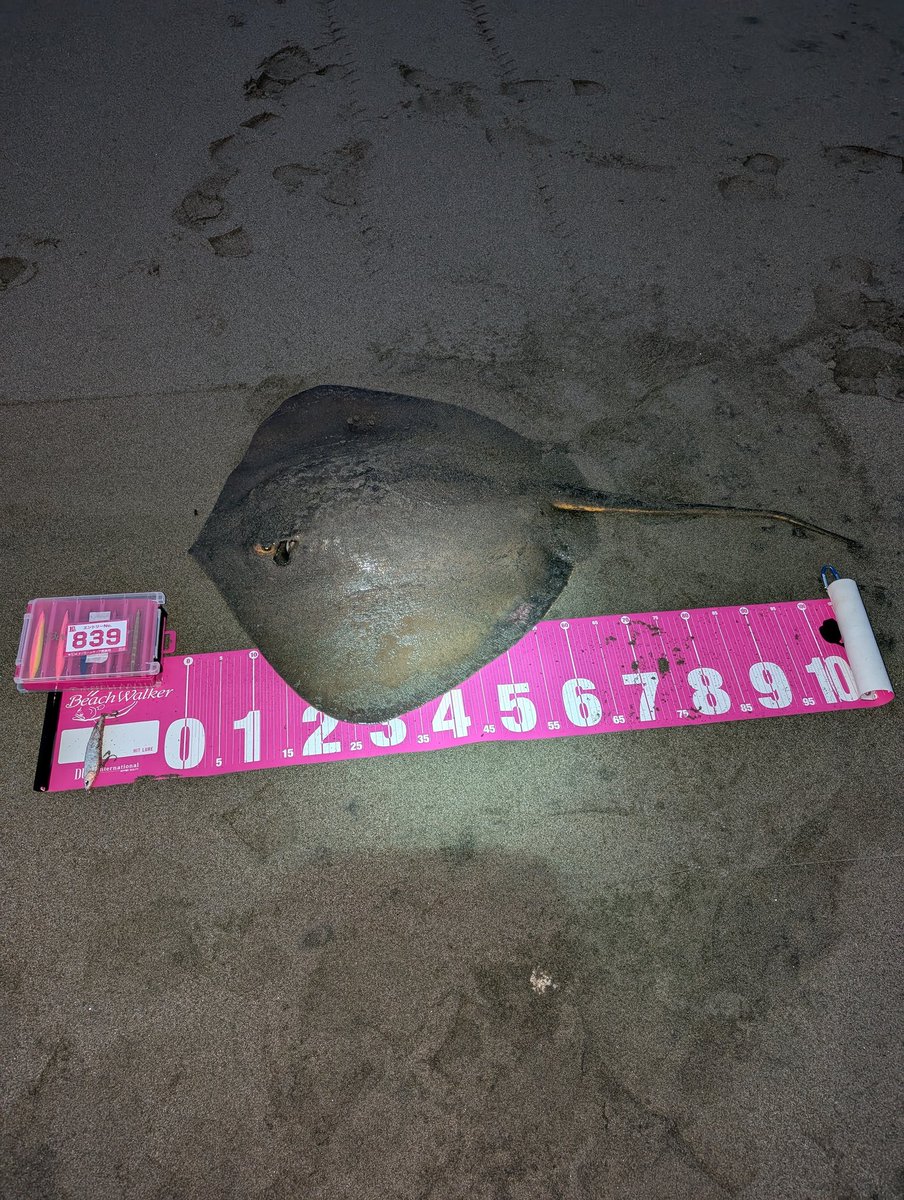 新品‼️なお吉‼️ 楽天市場】CELLARRICH セラリッチ がまぐち ウォレット 小 “BABS