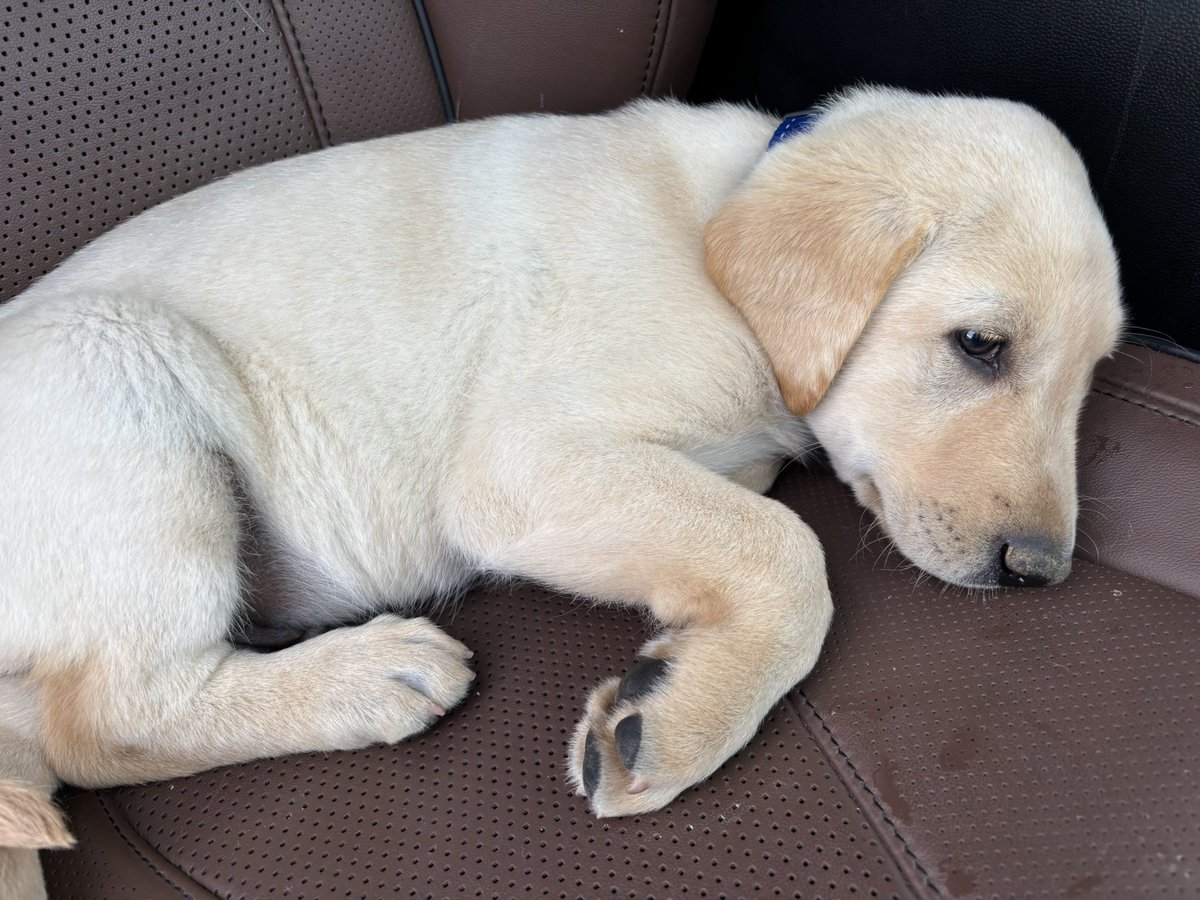 We went to lunch after the attorney appointment today. The server spilled a drink on me and was so apologetic. Without thinking I said “I have a 7 week old puppy. As long as you aren’t peeing on me we’re good.” My sister laughed. My brother was mortified.