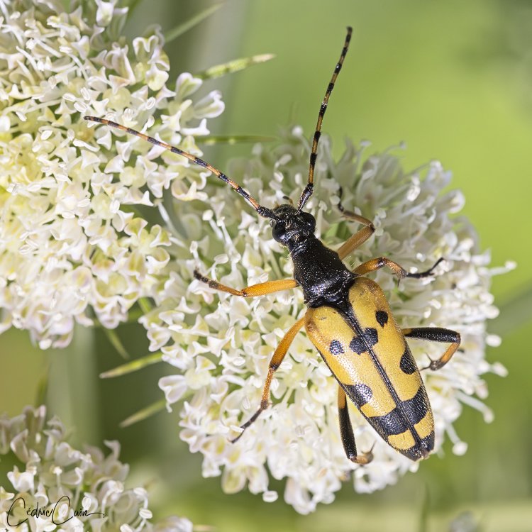 cain_cedric's tweet image. Voici un petit coléoptère que l&apos;on rencontre actuellement sur les  Apiaceae : La Lepture tachetée, (Rutpela maculata).
#ouessant #iledouessant #iroise #cedriccain #lumieresdouessant #lepturetachetée #rutpelamaculata #coleoptere #lepture