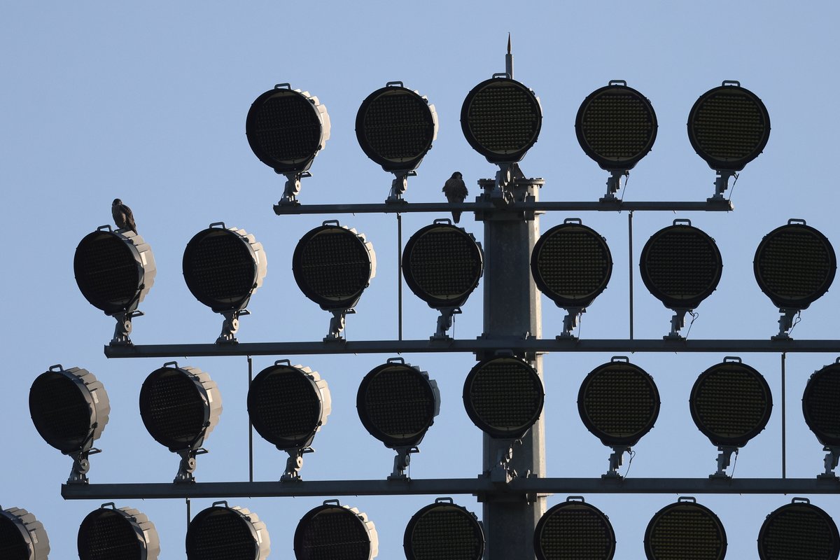 Robin Morrison (@robinmmorrison) on Twitter photo A couple of the 2025 <a href="/TauntonPeregri/">Taunton Peregrines.</a> juveniles silhouetted on the County Cricket Ground lights. π A couple of the 2025 <a href="/TauntonPeregri/">Taunton Peregrines.</a> juveniles silhouetted on the County Cricket Ground lights. π