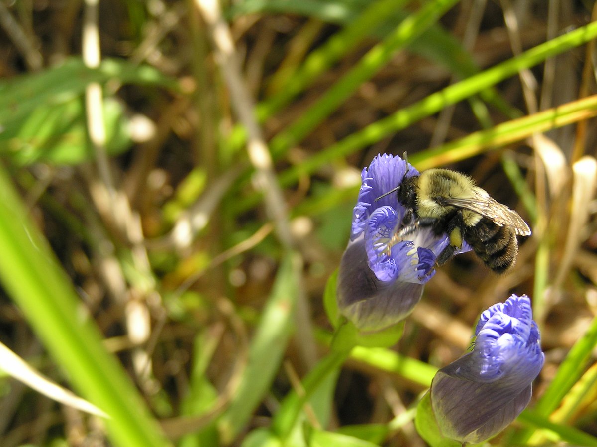 It’s #WildlifeWednesday and #PollinatorWeek! 🌼🐝 
Did you know 75% of flowering plants rely on pollinators? Bees, butterflies, ants, moths, even hummingbirds help plants thrive!🌸🦋