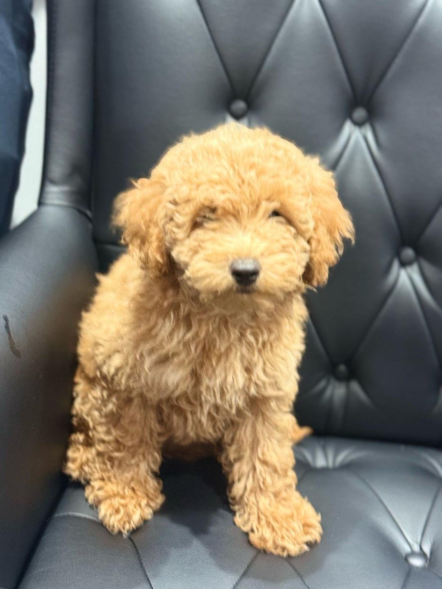 LEO HOME SAFE. THANKS FOR RT's 😊🐕🐾

🆘17 Jun 2025 #Lost Help LEO #ScanMe
YOUNG Poodle: Toy Male #PUPPY
Chapman Street #London #E1 South East  doglost.co.uk/dog/198683