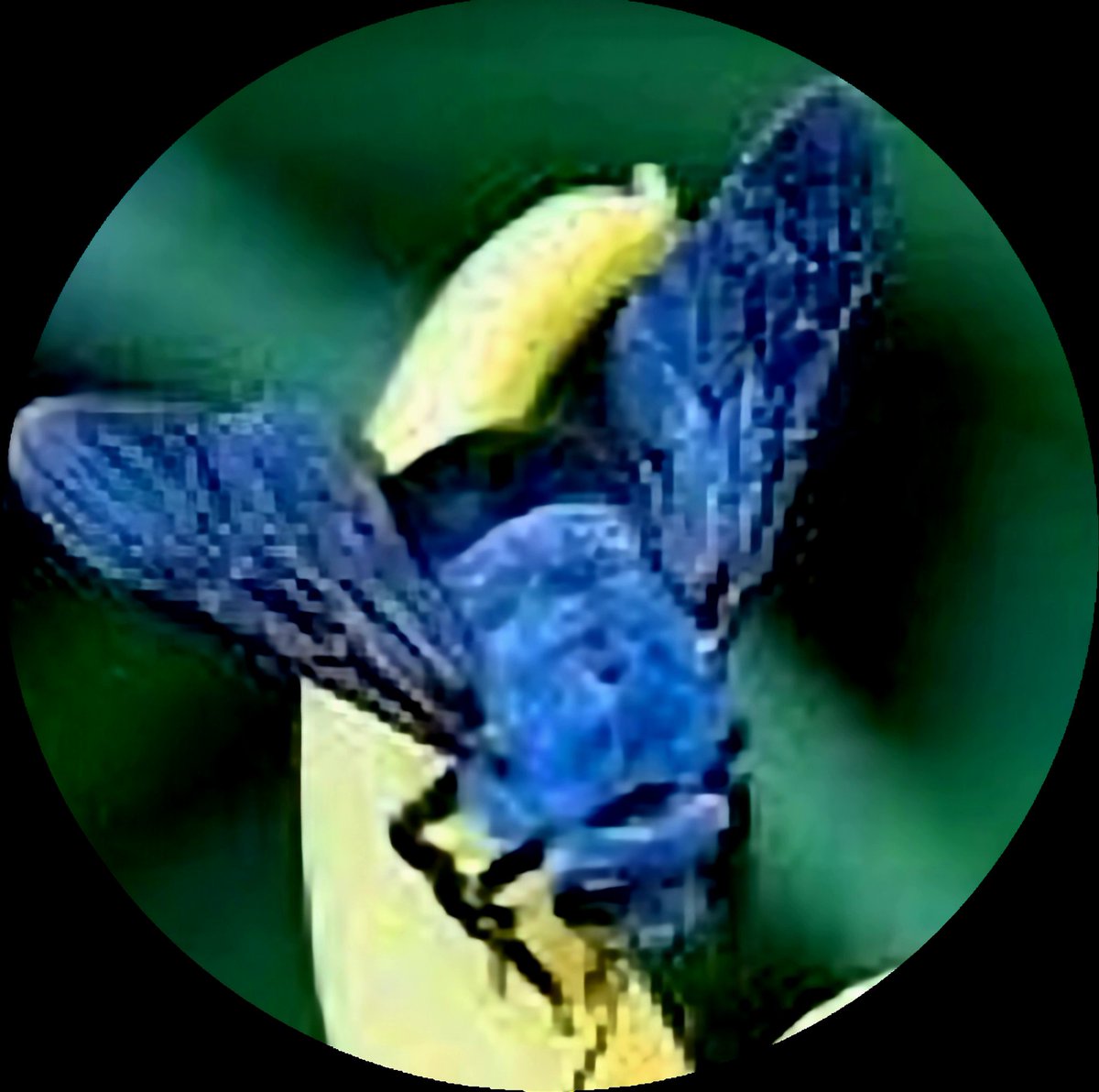 QueenBeeCanadas's tweet image. Freedom Karen Read