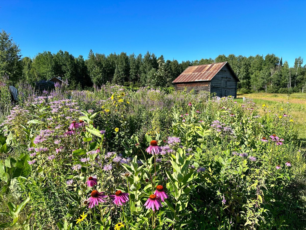 MNBWSR's tweet image. Interested in gardening for pollinators, but not sure where to start? To celebrate #PollinatorWeek2025, we're reprising this how-to guide from 2020. Get tips for starting a habitat project here: buff.ly/6R4ejKd
Photo contributed by a #Lawns2Legumes gardener in Aurora.