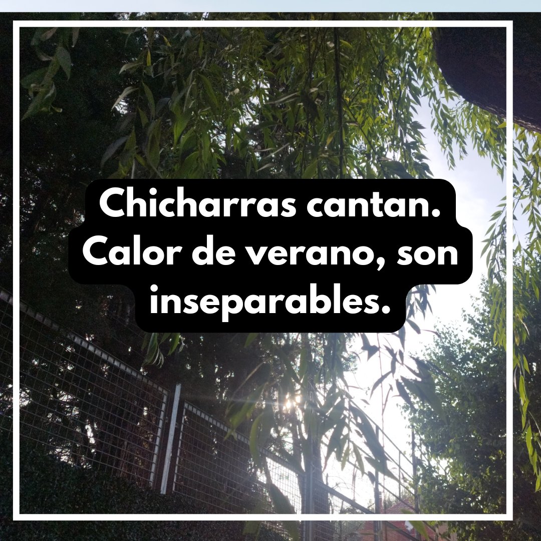 Haiku veraniego que tiene su propia banda sonora… ☀️🪲