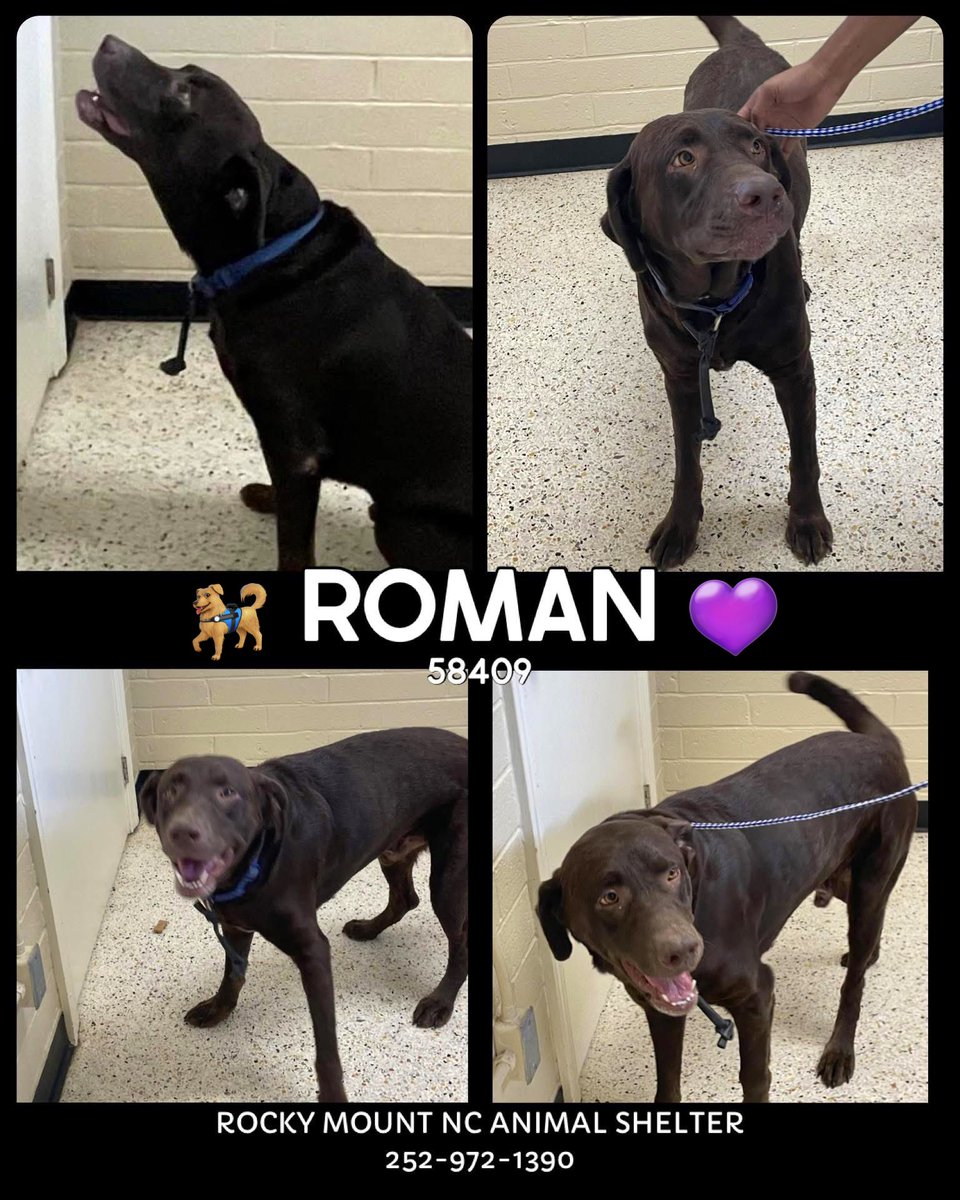 Dubs4Mutts's tweet image. 🐶 ROMAN 💜 is looking for a forever home in #RockyMount #NC 60lbs of goodest boy 🥰 Affectionate, Brave, Curious, Playful! Roman arrived #stray 💔 He’s super sweet &amp;amp; hoping a REAL loving family chooses him #AdoptMe 6/20 🙏🏽 Can you foster? 📧 rmcriticalnetworking@gmail.com for ℹ️…