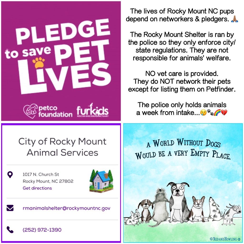 Dubs4Mutts's tweet image. 🐶 ROMAN 💜 is looking for a forever home in #RockyMount #NC 60lbs of goodest boy 🥰 Affectionate, Brave, Curious, Playful! Roman arrived #stray 💔 He’s super sweet &amp;amp; hoping a REAL loving family chooses him #AdoptMe 6/20 🙏🏽 Can you foster? 📧 rmcriticalnetworking@gmail.com for ℹ️…