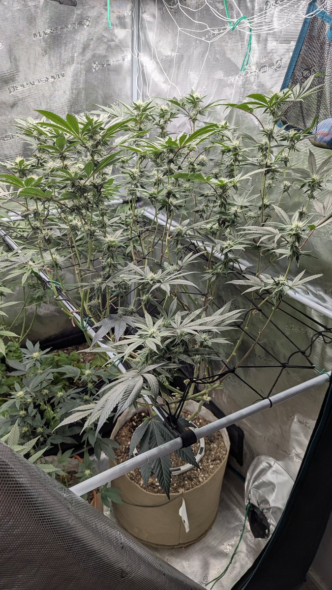 <a href="/Blazed_Catt/">cat grows</a> <a href="/bandit420ca/">Bandit Grows 🌱🌱(Doge)..</a>