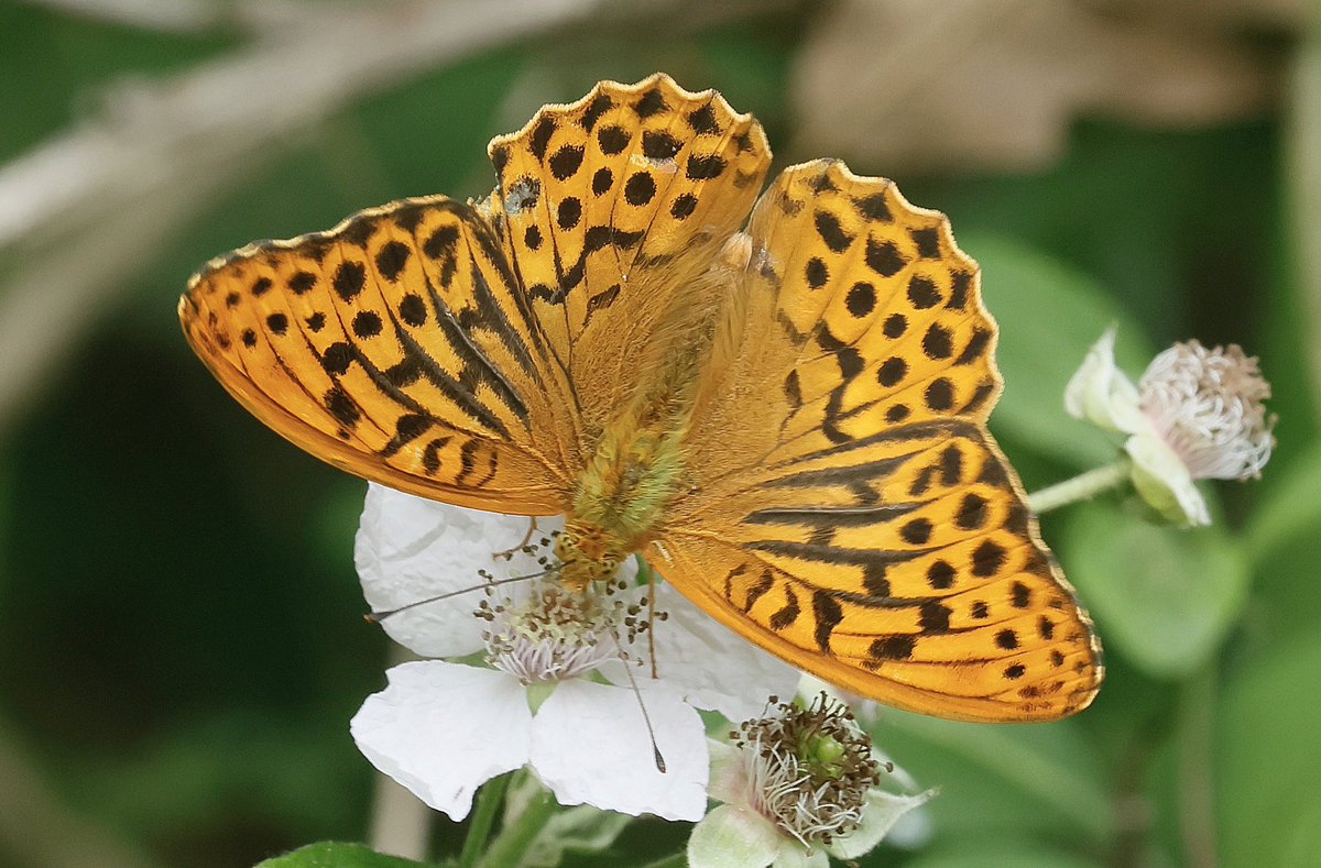 Steve Nikols (@nikols_steve) on Twitter photo Silver-washed Fritillary, Ryton Wood, 16/6. <a href="/NuneatonBirder/">Gary Hobbs</a> <a href="/BCWarwickshire/">BC Warwickshire</a> <a href="/savebutterflies/">Butterfly Conservation 🦋</a> <a href="/WKWT/">Warwickshire Wildlife Trust</a> Silver-washed Fritillary, Ryton Wood, 16/6. <a href="/NuneatonBirder/">Gary Hobbs</a> <a href="/BCWarwickshire/">BC Warwickshire</a> <a href="/savebutterflies/">Butterfly Conservation 🦋</a> <a href="/WKWT/">Warwickshire Wildlife Trust</a>