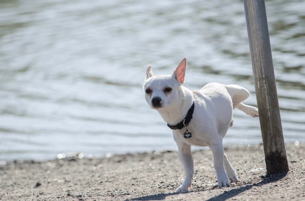 ivovynckier's tweet image. Just wondering: can Washington's dogs walk up to Donald's flagpoles?
#flagpole #flagpoles #donaldjtrump #donaldtrump #donald #trump #MAGA #washington #WhiteHouse