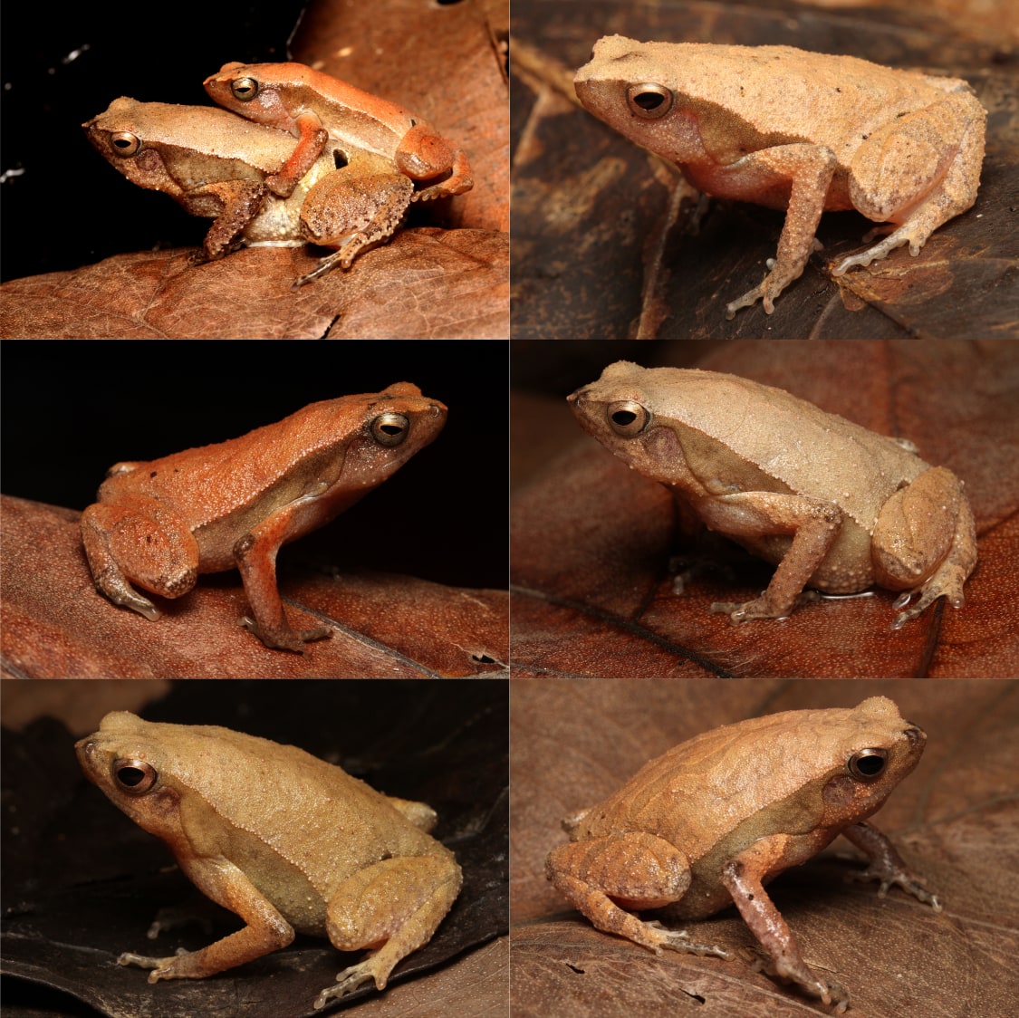 HerpsInTheNews's tweet image. #NewSpeciesAlert - 𝐾𝑎𝑙𝑜𝑝ℎ𝑟𝑦𝑛𝑢𝑠 𝑚𝑖𝑠𝑏𝑎ℎ𝑢𝑙𝑚𝑢𝑛𝑖𝑟𝑖, a new species of sticky frog is described from Cibalong District, Garut Regency, West Java Province, Indonesia. #Microhylidae
🔒 mapress.com/zt/article/vie…