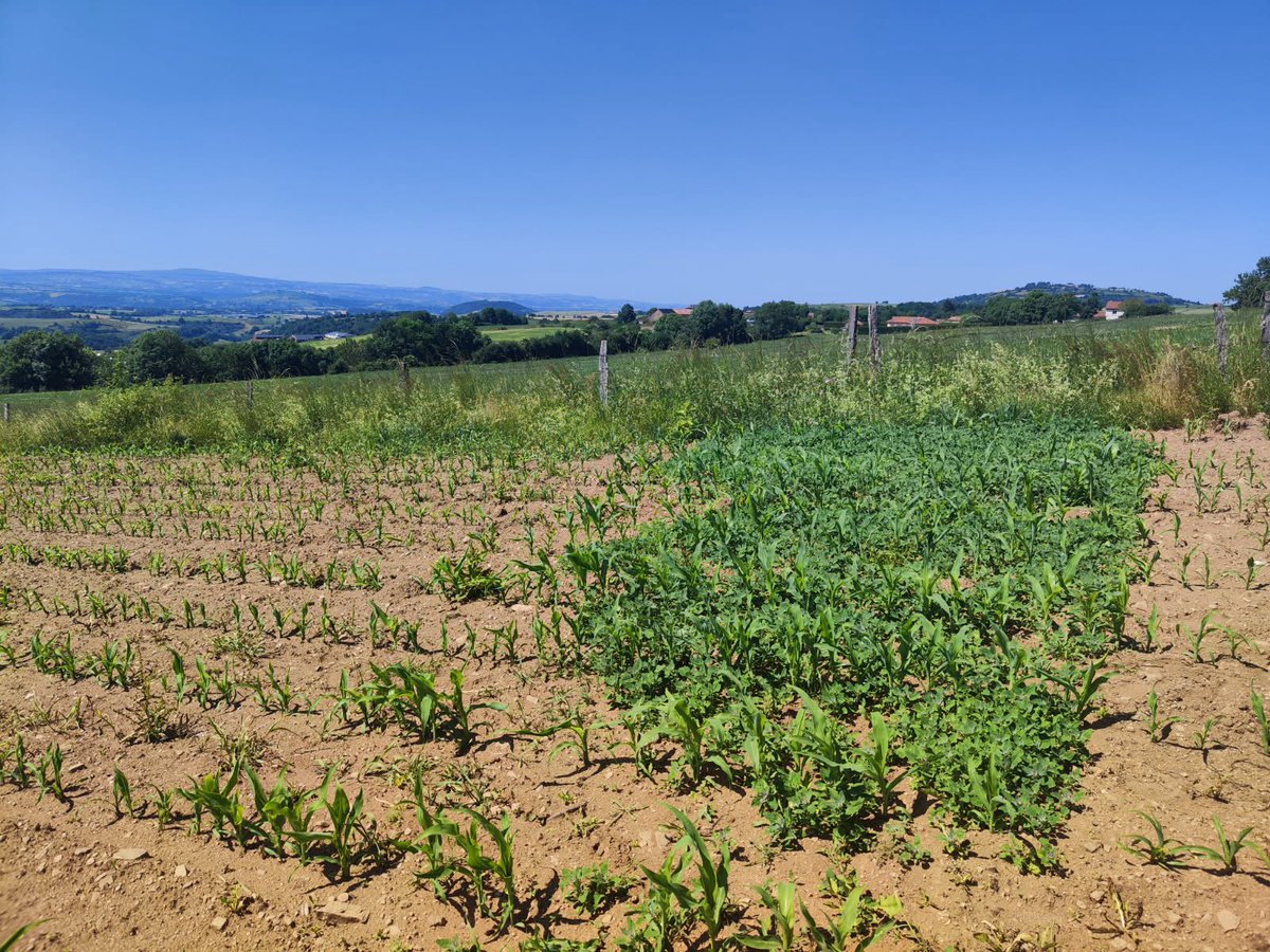 R_Hugon_43's tweet image. Un beau témoin d’un désherbage maïs en post réussi
#HauteLoire #SabarotAgriculture