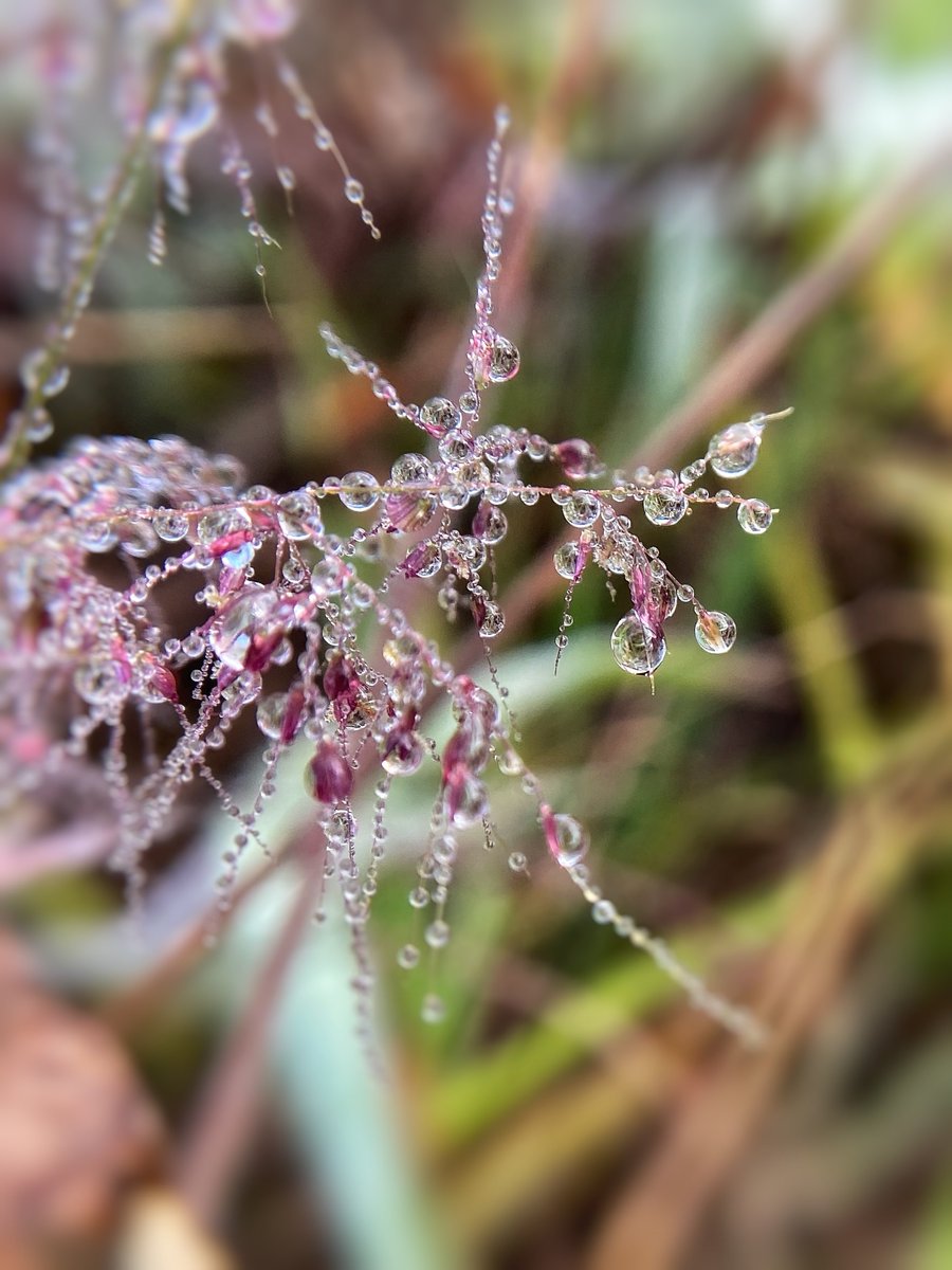 Beauty in the smallest things