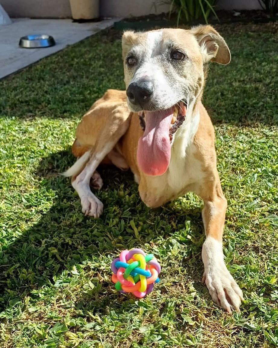 Todos desprecian a Paco solo porque le falta una pata y nadie lo quiere adoptar
Paco sigue esperando, es un perro adulto de unos 8años muy cariñoso que convive con niños y perros 
Le das una oportunidad? WhatsApp 1123750899 
Lo llevamos nosotros al domicilio del adoptante