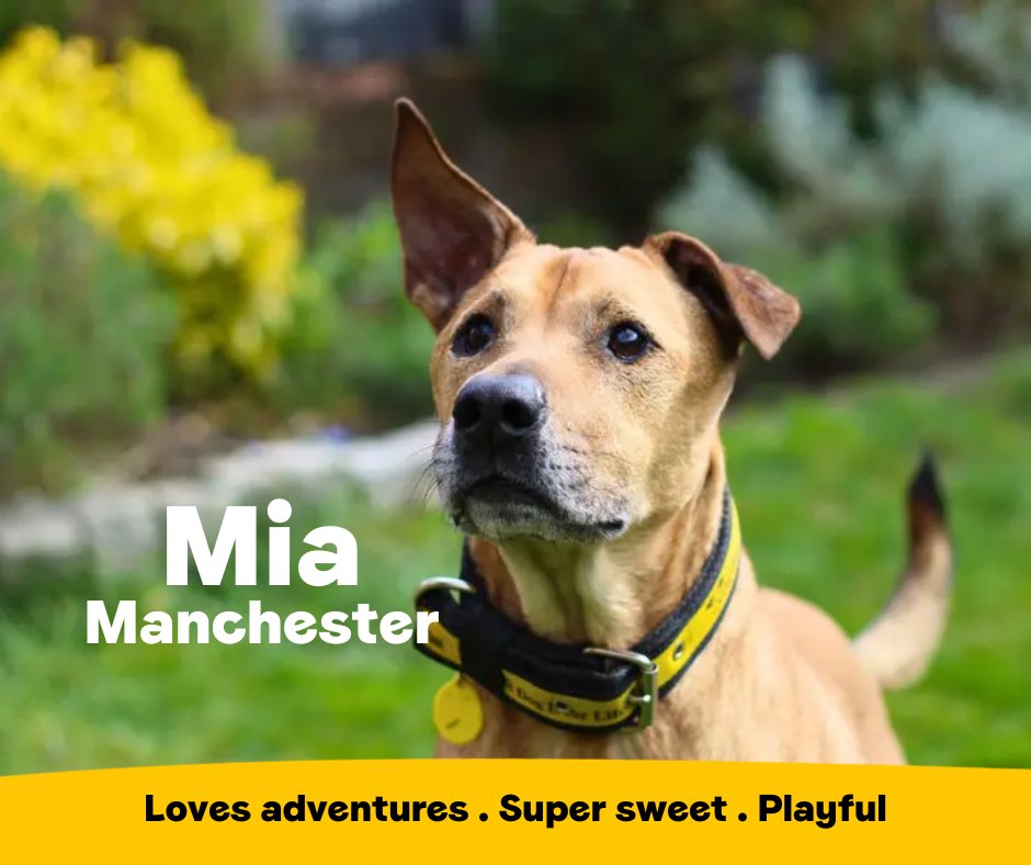 Dogs Trust ππΆ (@dogstrust) on Twitter photo Meet beautiful Mia who is looking for a loving family who can giver her time to come our of he shell. This playful pooch enjoys going on adventures and is super affectionate once she's comfortable with youπΎ
<a href="/DT_MANCHESTER/">DogsTrust Manchester</a>π bit.ly/43Un2hC Meet beautiful Mia who is looking for a loving family who can giver her time to come our of he shell. This playful pooch enjoys going on adventures and is super affectionate once she's comfortable with youπΎ
<a href="/DT_MANCHESTER/">DogsTrust Manchester</a>π bit.ly/43Un2hC
