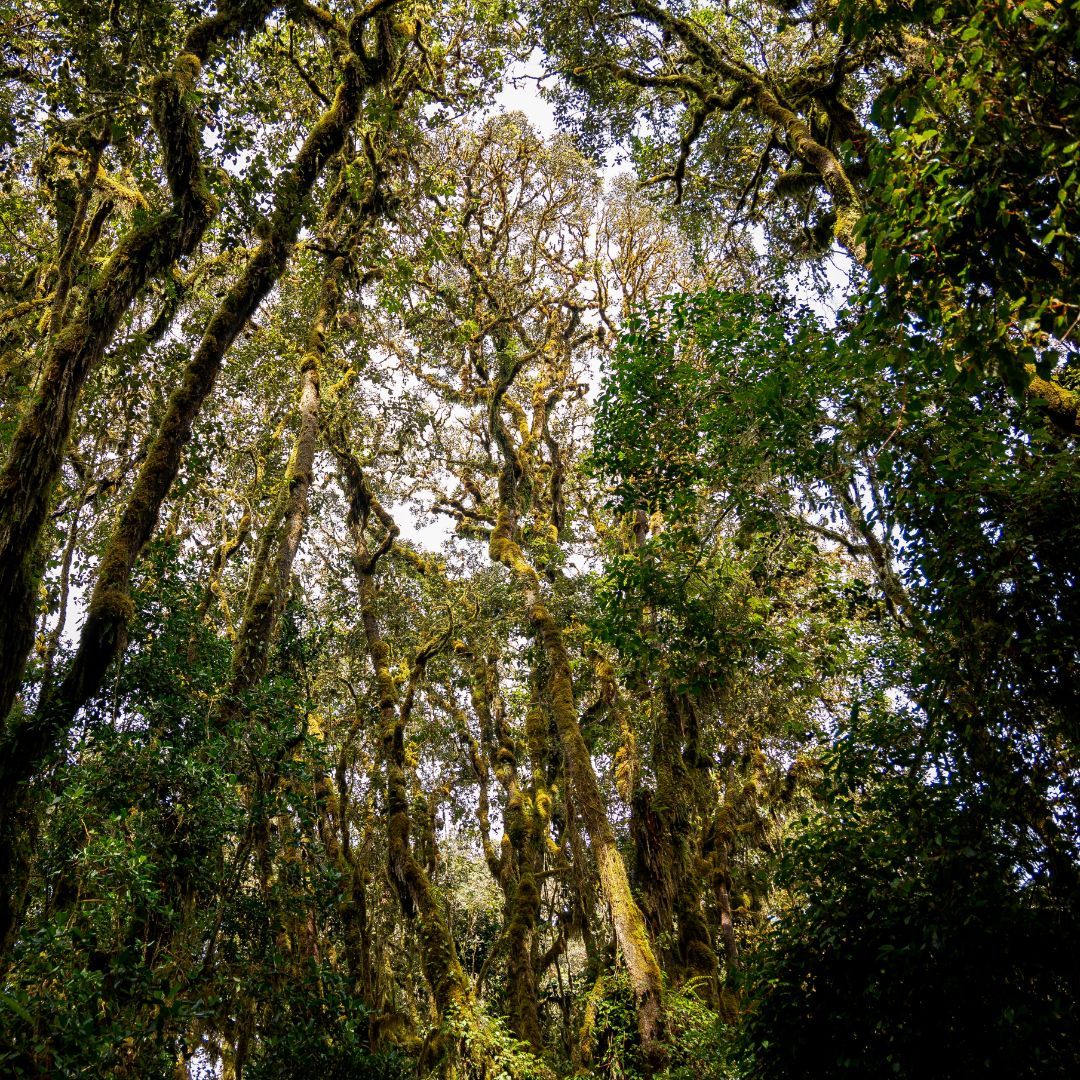 The first day of your Kilimanjaro climb takes you through tall trees, fresh air, and quiet green paths. It’s peaceful, cool, and full of birds and monkeys which is hard to believe you’re heading to snow!

This is one of the most beautiful parts of the trek.