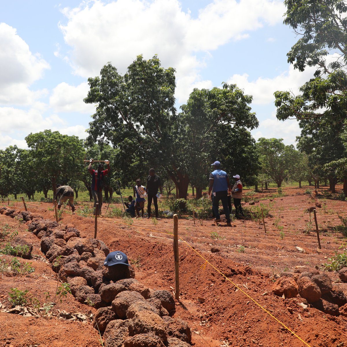 WFP_Cotedivoire's tweet image. Renforcer les capacités des communautés rurales est une priorité pour le PAM.
La formation en #agroforesterie dans le Poro permettra :
✅D’acquérir les bases techniques
✅De favoriser l’appropriation locale
✅De renforcer la collaboration communautaire pour plus de durabilité