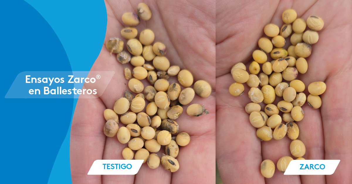 🌱 En soja, Zarco no solo sumó más kg/ha en este ensayo con Cubo Agrotest, sino que también mejoró la calidad de semilla frente al testigo.
👉 Conocé más sobre Zarco🔗bit.ly/3HAvloj
