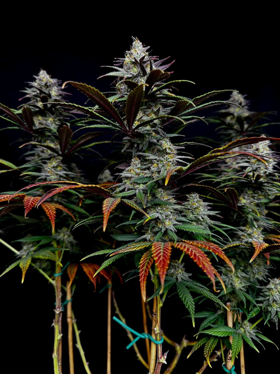 If you grow, I’d like to follow you if I don’t already! Post a picture of a plant you’ve grown in the comments 👇