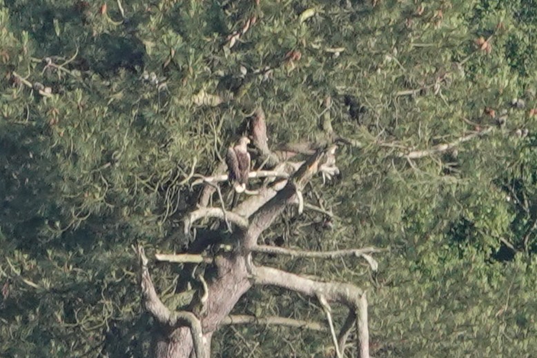 Steve Rosser tweet media