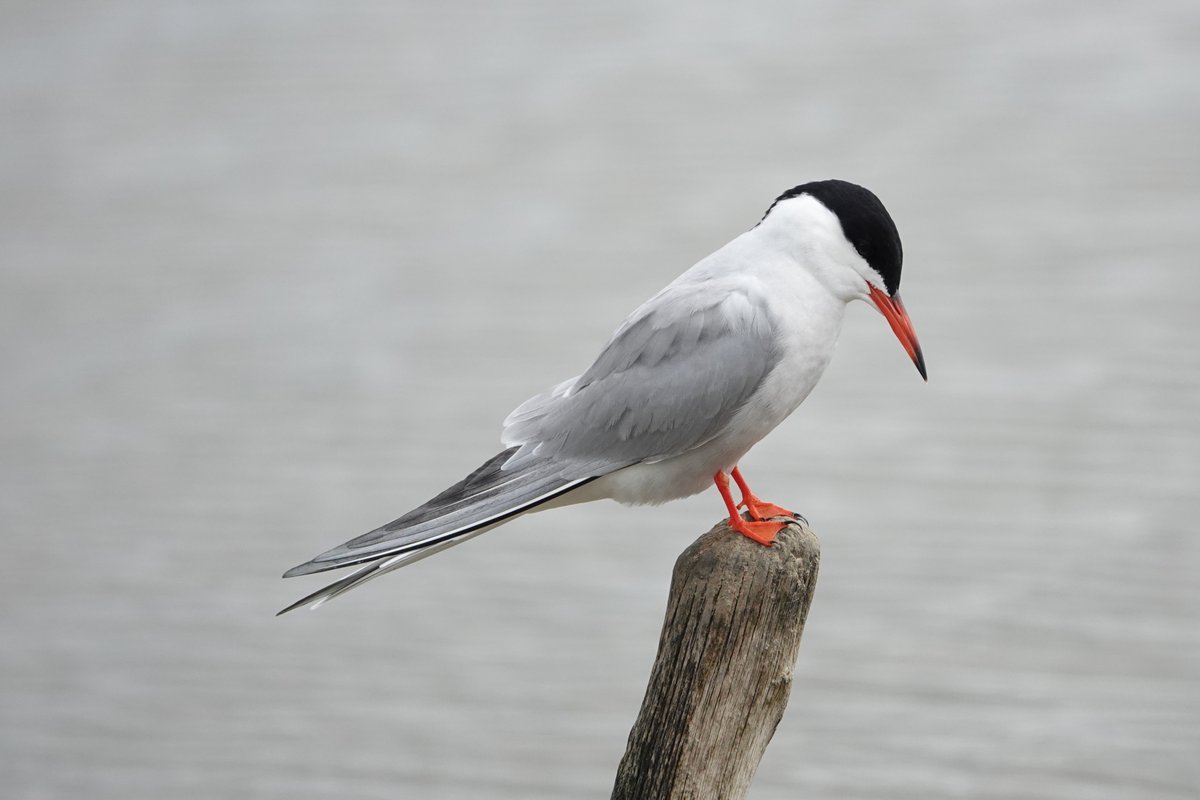 Steve Rosser tweet media