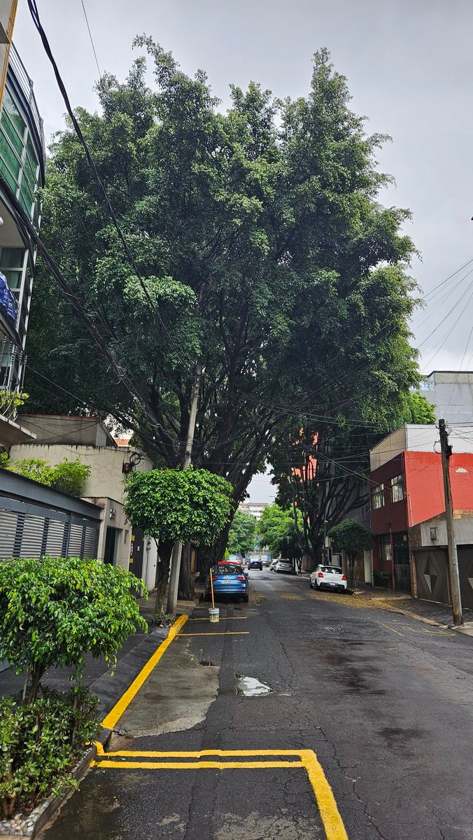 _Megalopolo_'s tweet photo. @supercivicosmx @EdgarOjeda17 @hectorvelazhv @ColDelValleBJ @IntiMunoz @rbarriosfuentes Aquí otras vistas de los 4 laureles y 2 fresnos en Samuel Ramos 17 al 23, que ya cuenta con permiso de demolición total. ¿Cómo podemos saber que respetarán los árboles? ¿Cómo los protegemos? https://t.co/FrrYiXcoeu