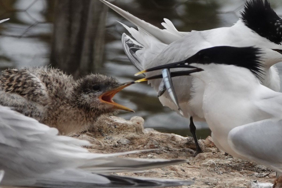 Steve Rosser tweet media