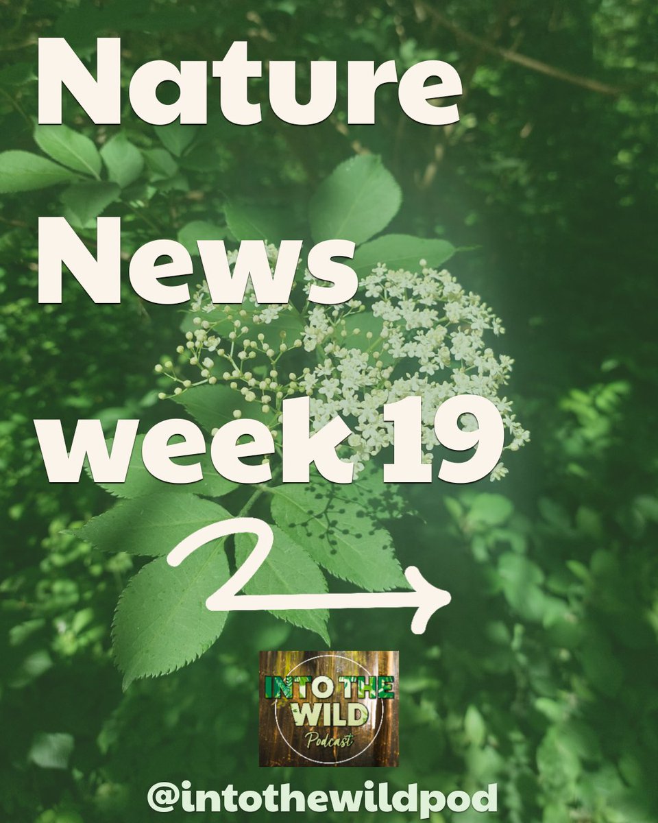 IntoTheWildPod's tweet image. 🎙Nature News - Week 19
Land reform & nuclear power are the main stories this week. From 🇺🇸 to 🇬🇧.
▶️ Out now & links here: linktr.ee/intothewildpod
📅 New episodes out every Wednesday
