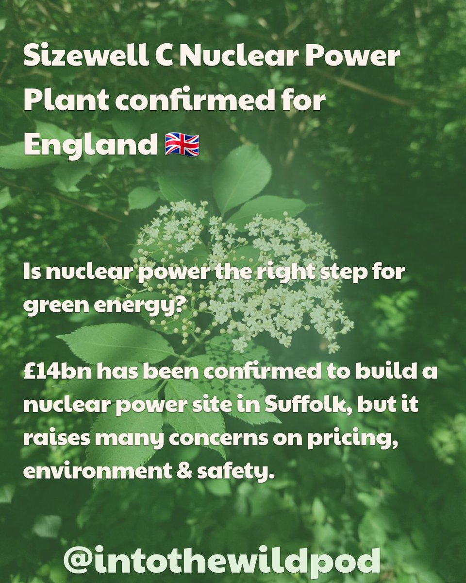 IntoTheWildPod's tweet image. 🎙Nature News - Week 19
Land reform & nuclear power are the main stories this week. From 🇺🇸 to 🇬🇧.
▶️ Out now & links here: linktr.ee/intothewildpod
📅 New episodes out every Wednesday